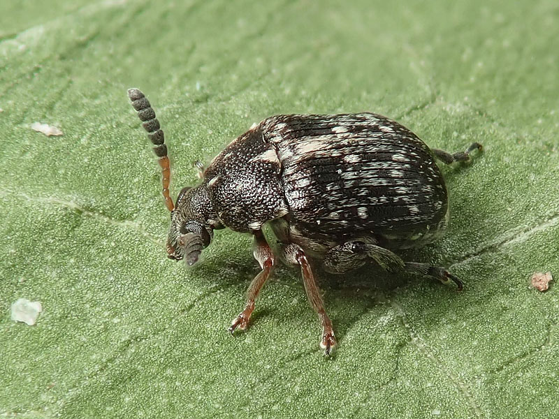 Chrysomelidae Bruchinae: Bruchus  cfr. rufipes, femmina